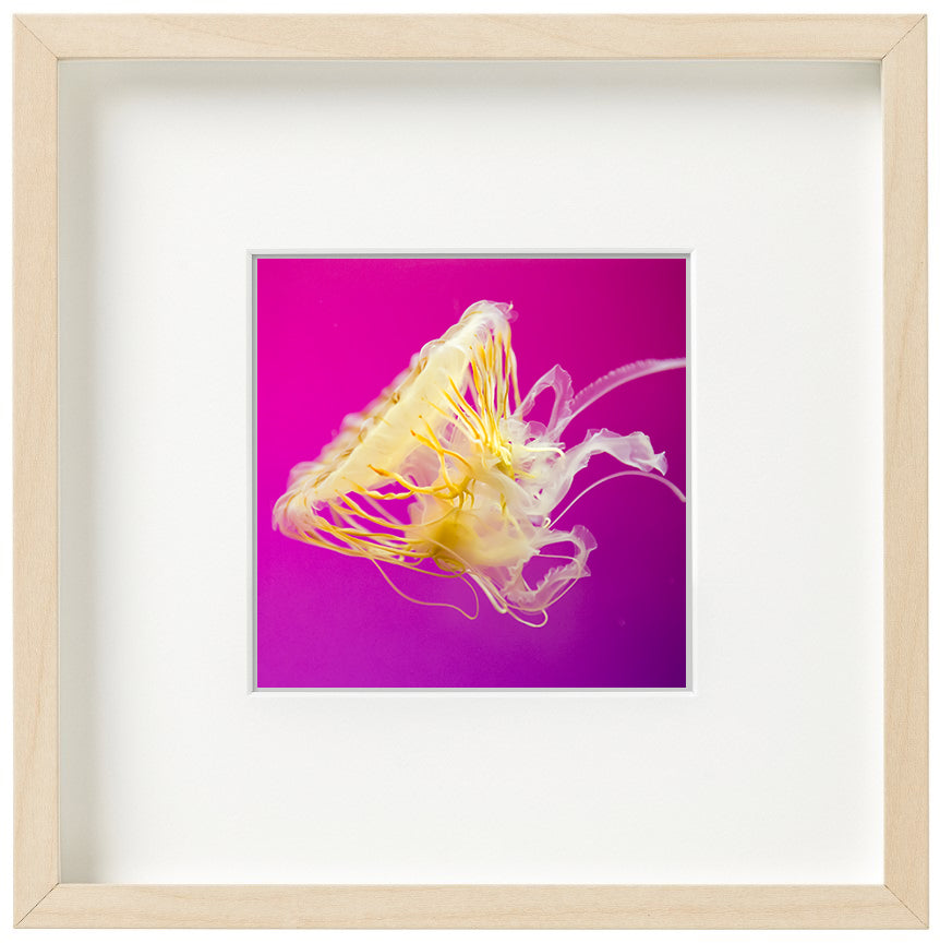 Pink Jellyfish, 9x9 Framed Watercolor Artwork - juliemstudios