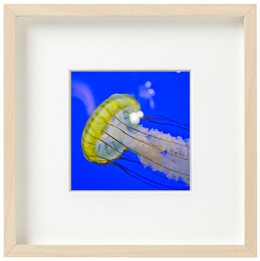 Blue Jellyfish - juliemstudios