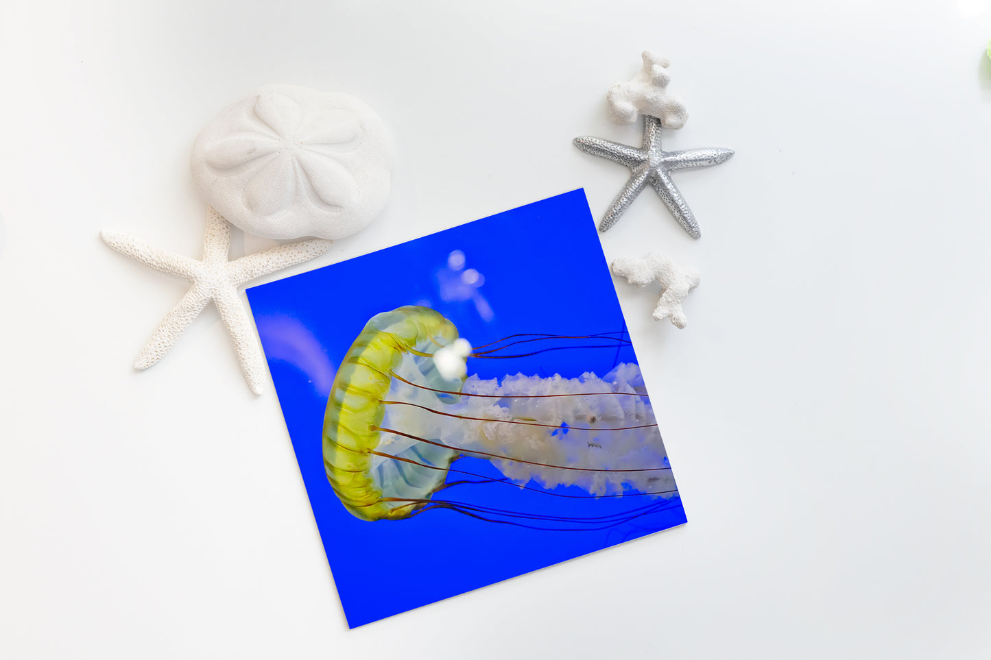 Blue Jellyfish - juliemstudios