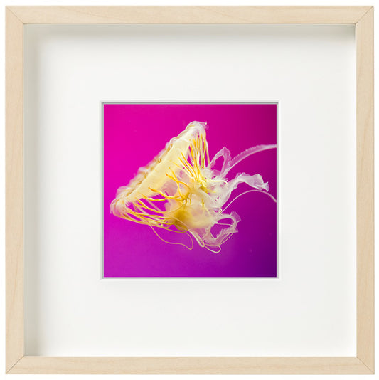 Pink Jellyfish, 9x9 Framed Watercolor Artwork - juliemstudios