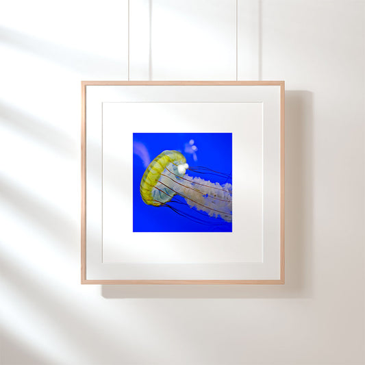 Blue Jellyfish - juliemstudios